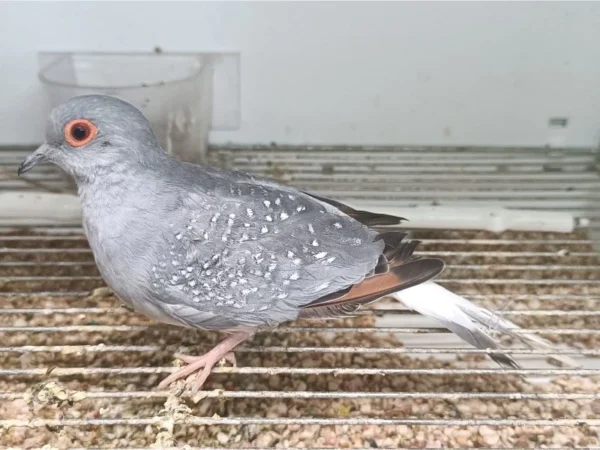 Diamond Dove - Image 4