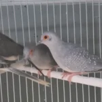 Diamond Dove