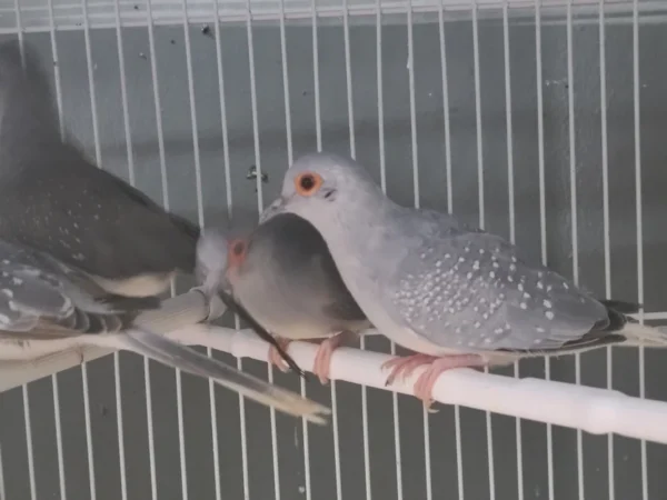 Diamond Dove