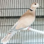Doves Brown