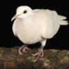 Doves (White)