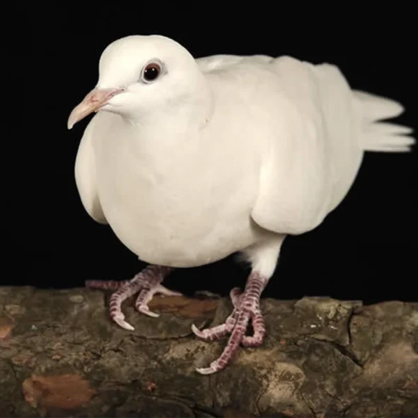 Doves (White)