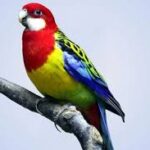 Rosella Eastern Golden Mantle Fiery Red