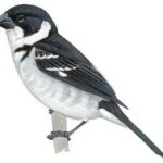 Wing-barred Seedeater