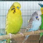 English Budgie