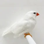English Zebra Finch White