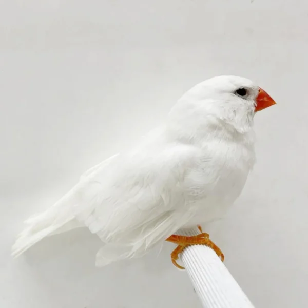 English Zebra Finch White