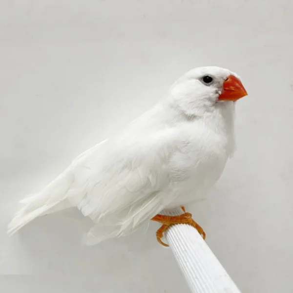 English Zebra Finch White - Image 2