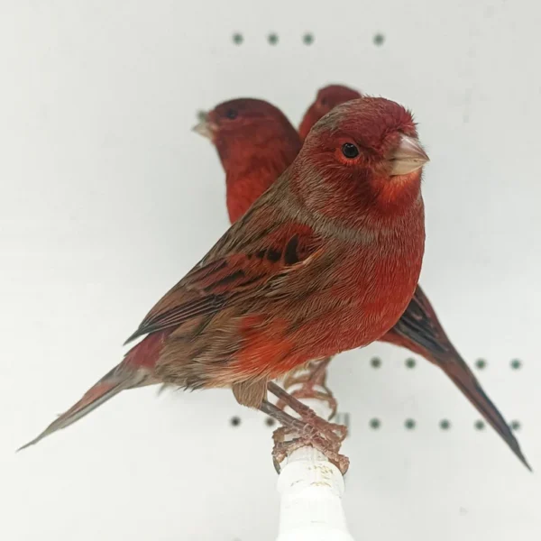 Canary Red Brown Mosaic - Image 3