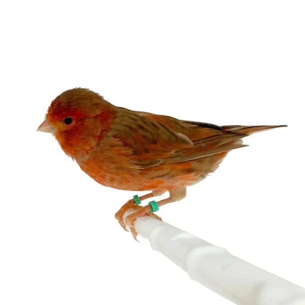 Canary Red Brown Mosaic