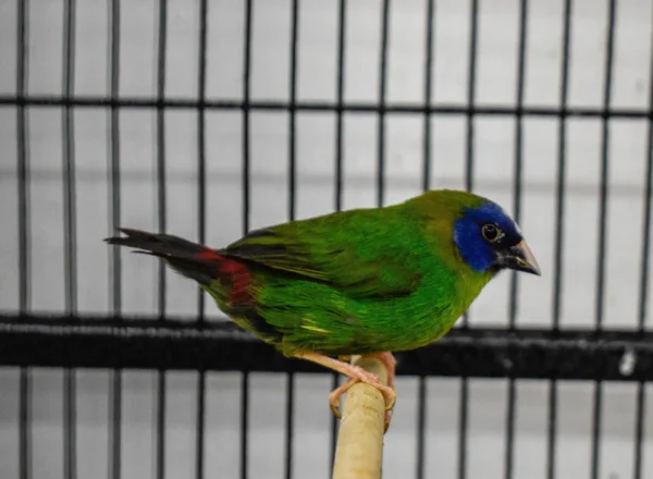 Parrot Finch Blue Faced - Image 9