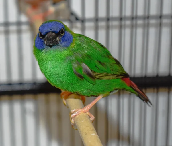 Parrot Finch Blue Faced - Image 7
