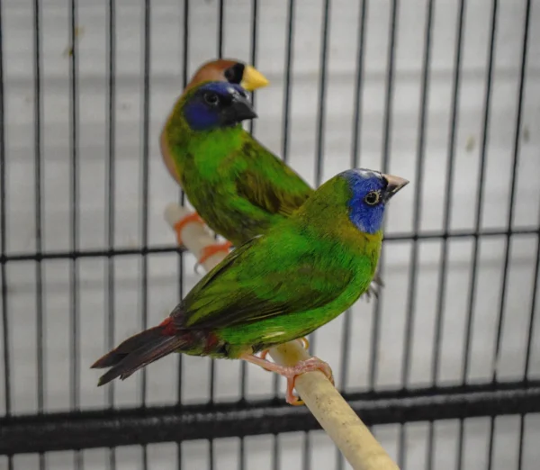 Parrot Finch Blue Faced - Image 6
