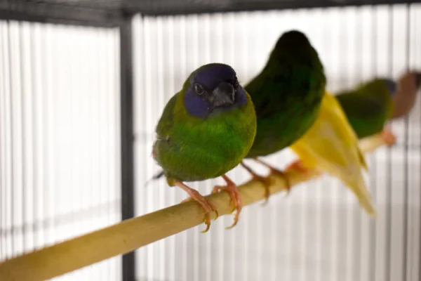 Parrot Finch Blue Faced - Image 5