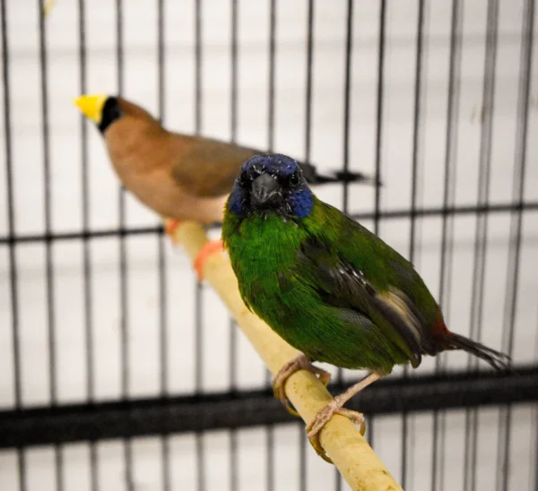 Parrot Finch Blue Faced - Image 4