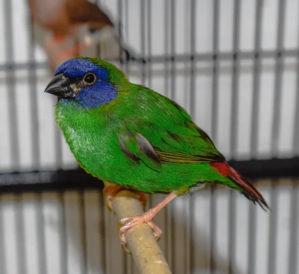 Parrot Finch Blue Faced - Image 3