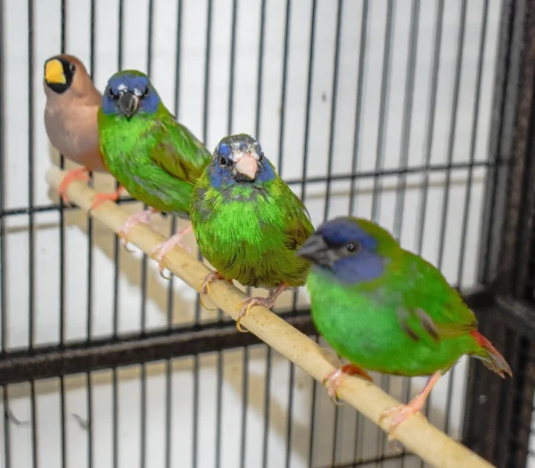 Parrot Finch Blue Faced - Image 10