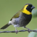 Cuban Melodious Finch