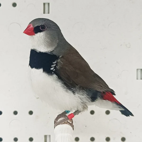 Diamond Firetail Finch - Image 4