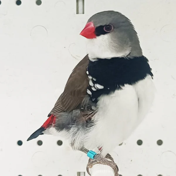 Diamond Firetail Finch