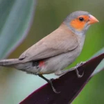 Finch Orange Cheeked Waxbill