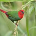 Parrot Finch Red Head