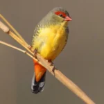 Gold Breasted Waxbill