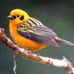 Golden Tanager