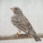 Grey Singer