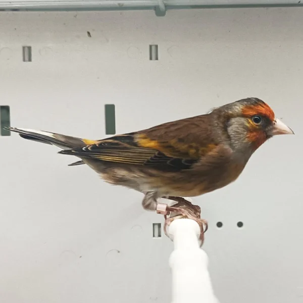 Canary X European Goldfinch Hybrid