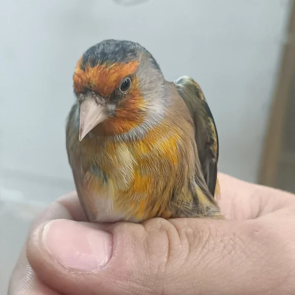 Canary X European Goldfinch Hybrid - Image 6