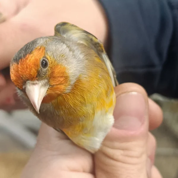 Canary X European Goldfinch Hybrid - Image 5