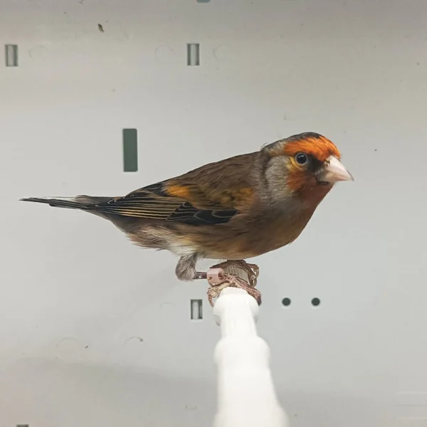 Canary X European Goldfinch Hybrid - Image 4