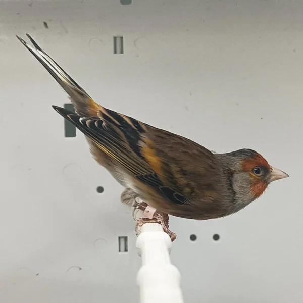 Canary X European Goldfinch Hybrid - Image 3