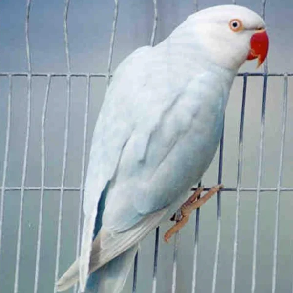 Indian Ring Neck Parrot - Blue/White Lacewing