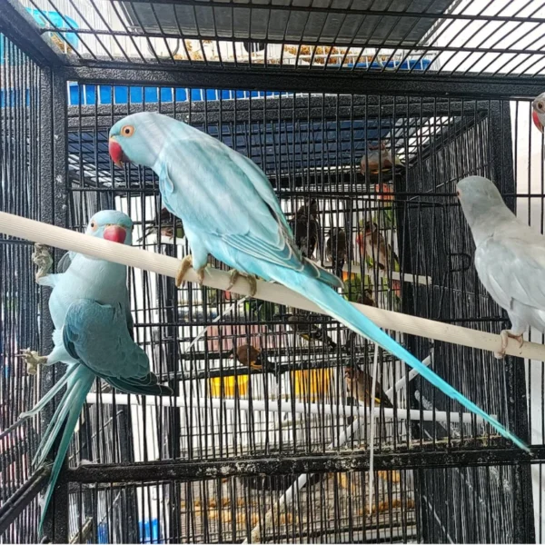 Indian Ring Neck Parrot - Blue/Cobalt - Image 3