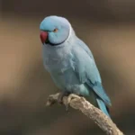 Indian Ring Neck Parrot - Blue/Cobalt