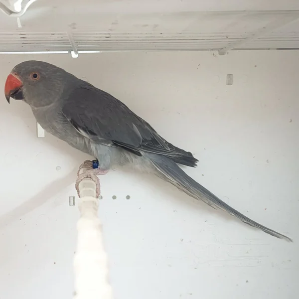Indian Ring Neck Parrot - Grey - Image 2