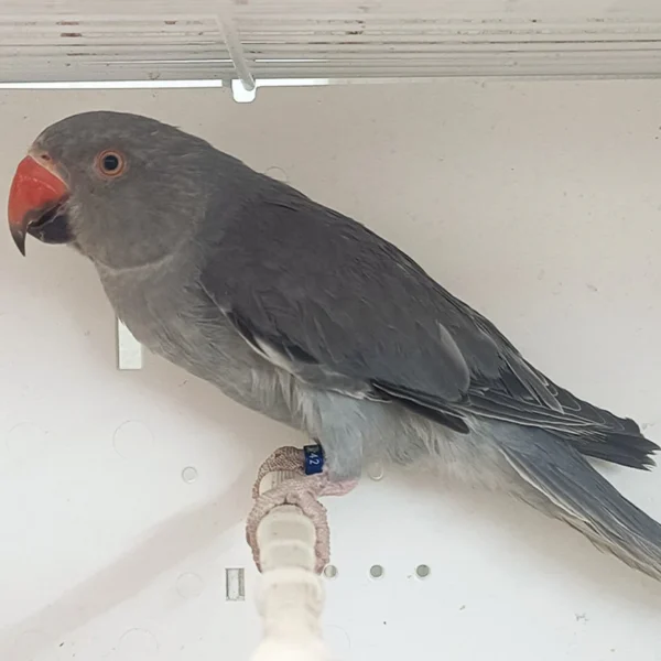 Indian Ring Neck Parrot - Grey