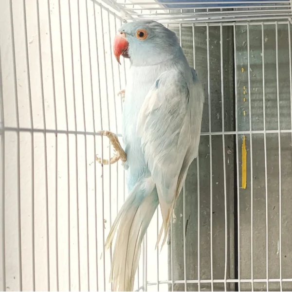 Indian Ring Neck Parrot - Harlequin Pied Blue - Image 3