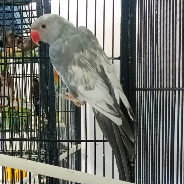 Indian Ring Neck Parrot - Harlequin Pied Grey