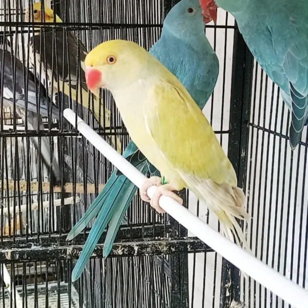 Indian Ring Neck Parrot - Harlequin Pied Yellow