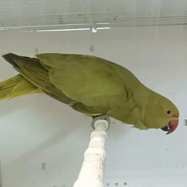 Indian Ring Neck Parrot - Yellow Oliver - Image 4