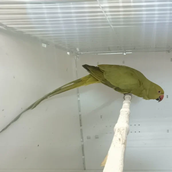 Indian Ring Neck Parrot - Yellow Oliver - Image 3