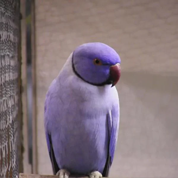Indian Ring Neck Parrot - Lavender