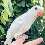 Indian Ring Neck Parrot - White