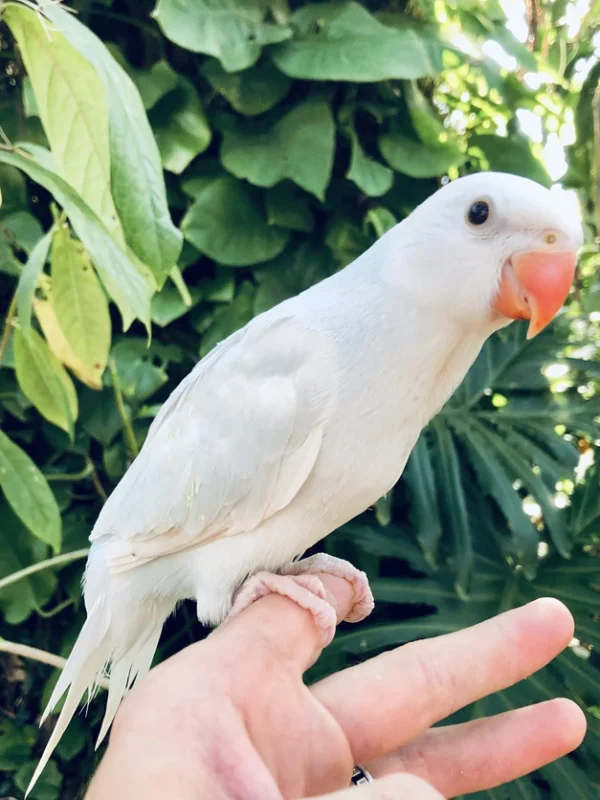 Indian Ring Neck Parrot - White