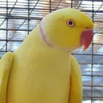 Indian Ring Neck Parrot - Yellow