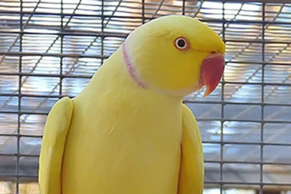Indian Ring Neck Parrot - Yellow