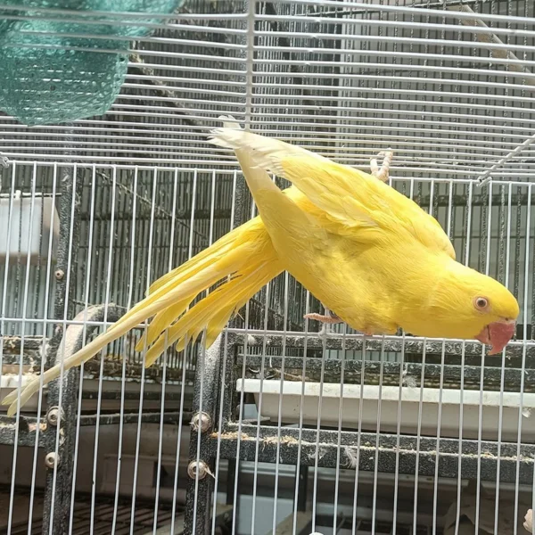 Indian Ring Neck Parrot - Yellow - Image 2